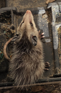 An opossum lying in a wildlife trap, demonstrating pest control services by Reassurance Pest Control in San Antonio, TX.