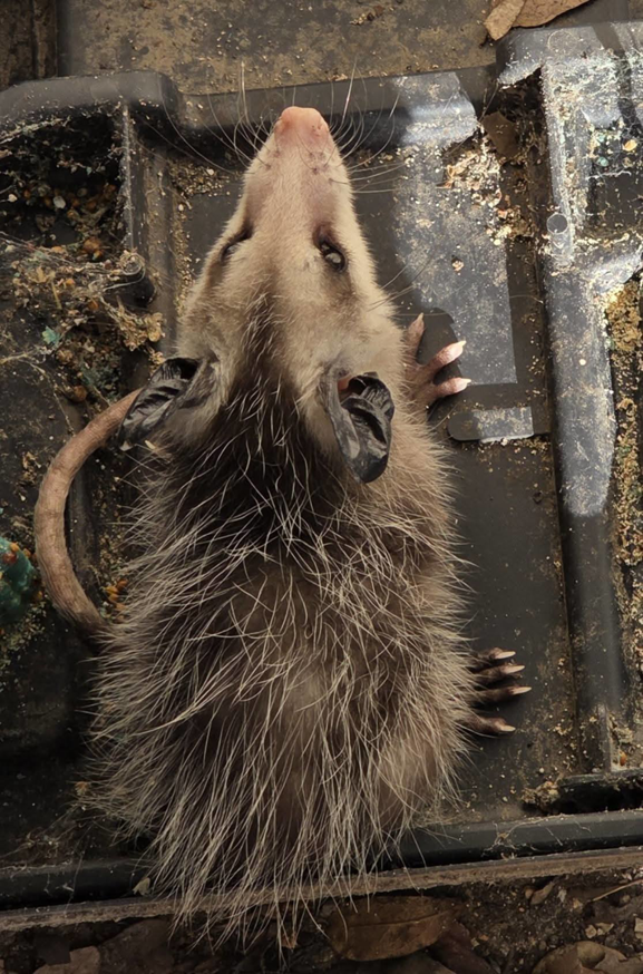 An opossum lying in a wildlife trap, demonstrating pest control services by Reassurance Pest Control in San Antonio, TX.