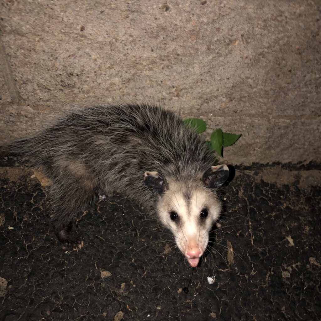 An opossum on the ground, representing a wildlife removal service by Aksarben Bat & Critter Removal in Omaha, NE