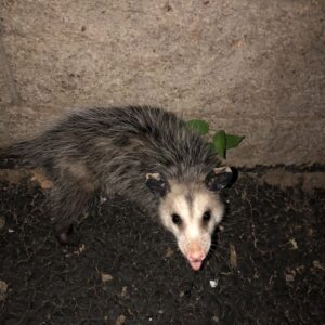 An opossum on the ground, representing a wildlife removal service by Aksarben Bat & Critter Removal in Omaha, NE
