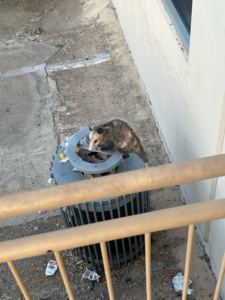 An opossum on a trash can, indicating a wildlife control need for Reassurance Pest Control in San Antonio, TX.