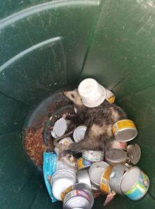 An opossum stuck in a trash can, requiring removal by K.P. Wildlife Control and Repairs LLC in Annapolis, MD.