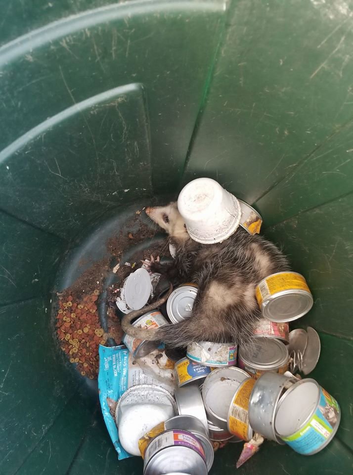 An opossum stuck in a trash can, requiring removal by K.P. Wildlife Control and Repairs LLC in Annapolis, MD.