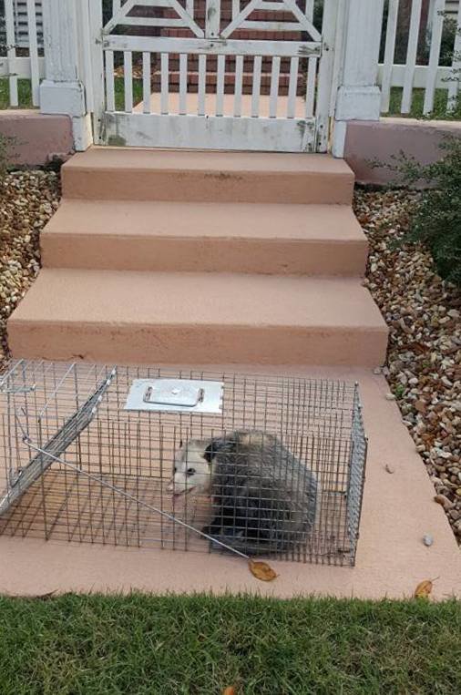 An opossum captured in a trap placed near the steps of a house by Macon Wildlife Removal Pro in Macon, GA.