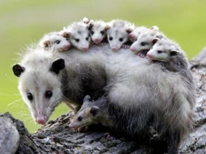 An adult opossum carrying several babies on its back, representing wildlife control services by Ace Services of NW La, LLC in Bossier City, LA