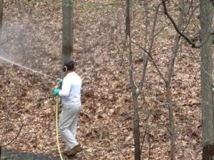 A Cedar Tree Turf & Pest Solutions technician spraying foliage for outdoor pest control services in Albany, NY.