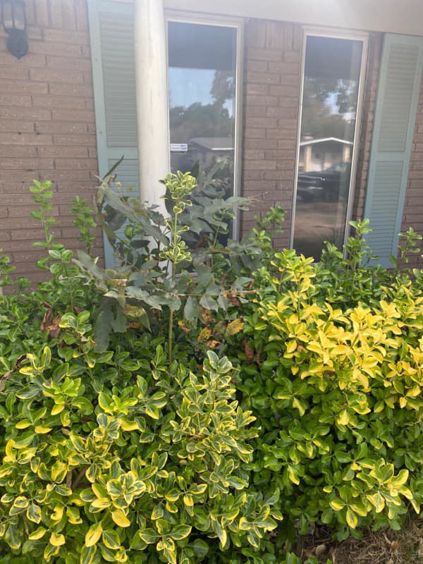 Close-up of overgrown bushes and weeds in front of a house, showing a need for landscaping by A&B Lawn Services in Baytown, TX.