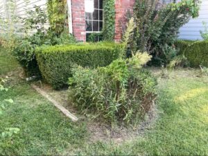 An overgrown flower bed with untrimmed bushes and weeds, illustrating a 'before' state for landscaping services from Lande Lawn Care in Broken Arrow, OK.