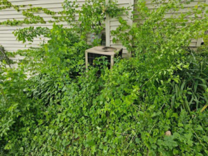 An outdoor air conditioning unit heavily overgrown with plants, indicating a need for HVAC service from Total Living Comfort in Irvington, AL.