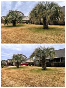 Before and after photos of palm tree trimming and lawn care services by Kirby's Lawn Care Service in Franklinton, LA.
