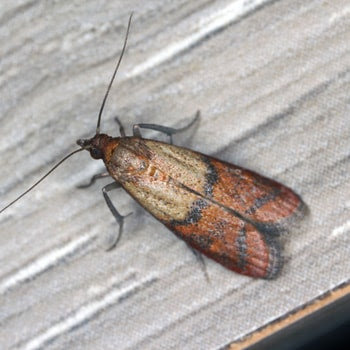A close-up image of a pantry moth on a surface, indicating moth pest control by Maximum Pest Management in Wichita, KS.