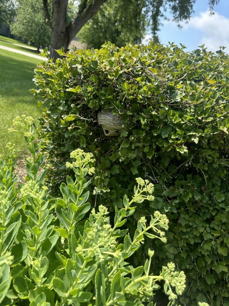 A small paper wasp nest visible within a green bush, a common pest issue handled by Pro Barrier Pest Control LLC in Aurora, IL.