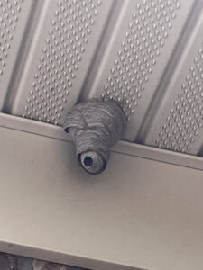 A paper wasp nest attached to the siding of a house, handled by Complete Termite & Pest Control in Mason, OH.
