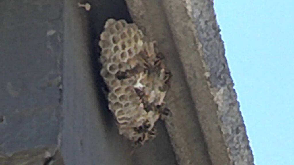 A paper wasp nest with active wasps under a house eave, handled by The Bug Guy in Springfield, MO.