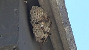 A paper wasp nest with active wasps under a house eave, handled by The Bug Guy in Springfield, MO.