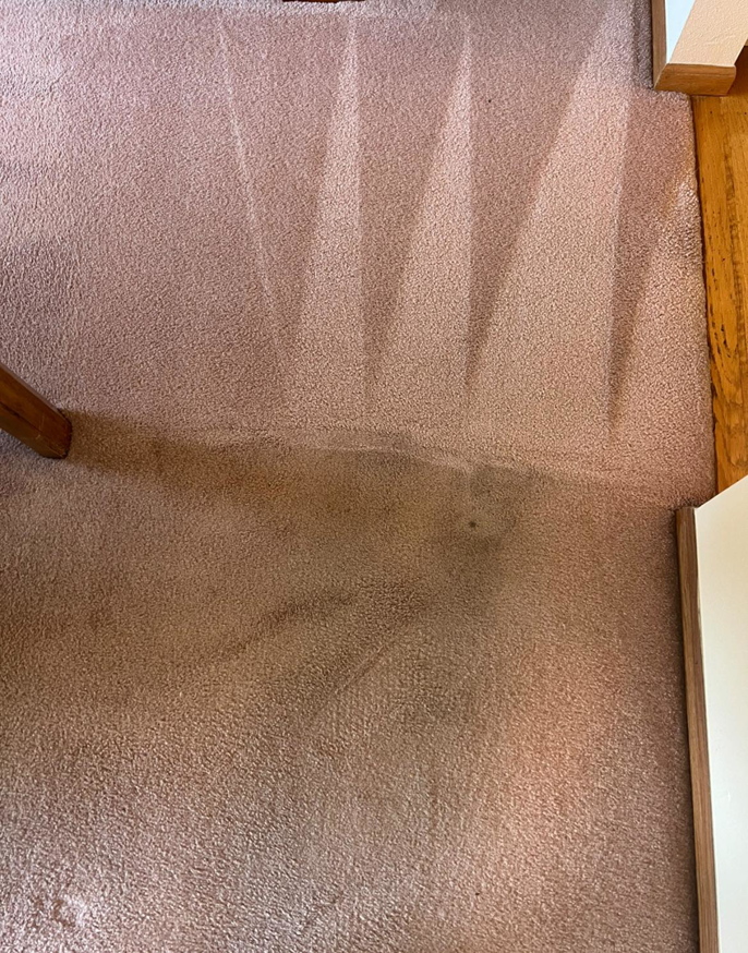 A before-and-after view of a partially cleaned carpet by Premium Carpet & Upholstery in Fort Collins, CO