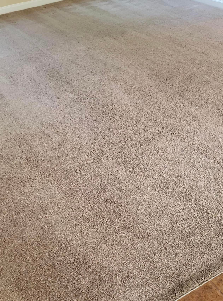 A partially cleaned carpet with faint cleaning lines, showcasing work by Vision Carpet Cleaning in Lexington, KY.