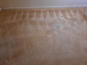 A dirty carpet showing clear cleaning lines from a professional carpet cleaning job by Chem-Dry of Winston-Salem, NC