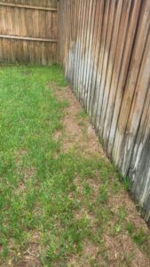 A patchy and unhealthy lawn along a wooden fence, indicating a pest control issue for Grass Monkey Pest Control in Tampa, FL.