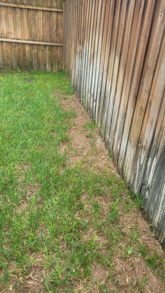 A patchy and unhealthy lawn along a wooden fence, indicating a pest control issue for Grass Monkey Pest Control in Tampa, FL.