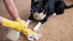 A person in yellow gloves cleaning a carpet with a spray bottle, with a dog watching, for Orlando Carpet Cleaning in Orlando, FL.
