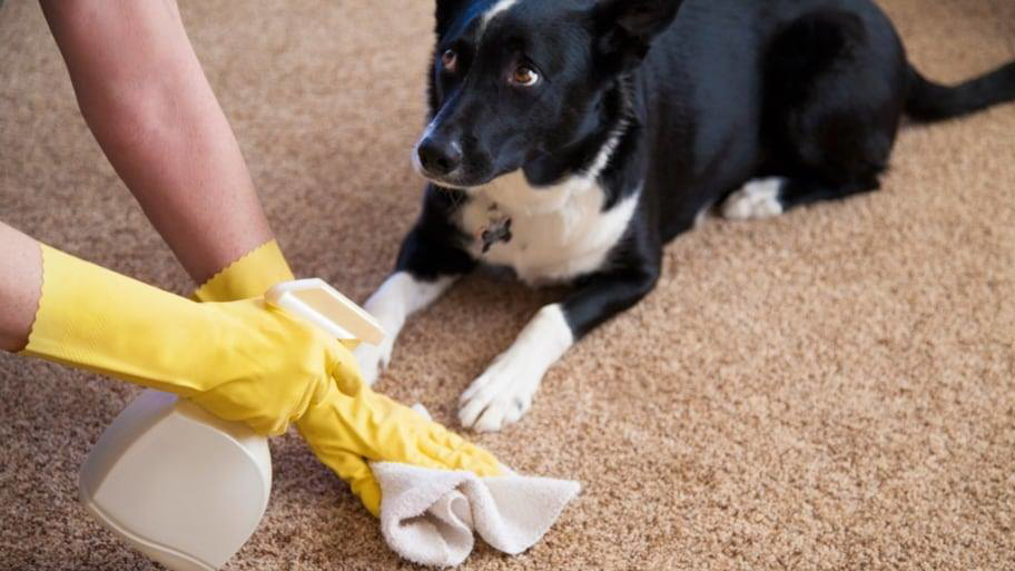 A person in yellow gloves cleaning a carpet with a spray bottle, with a dog watching, for Orlando Carpet Cleaning in Orlando, FL.