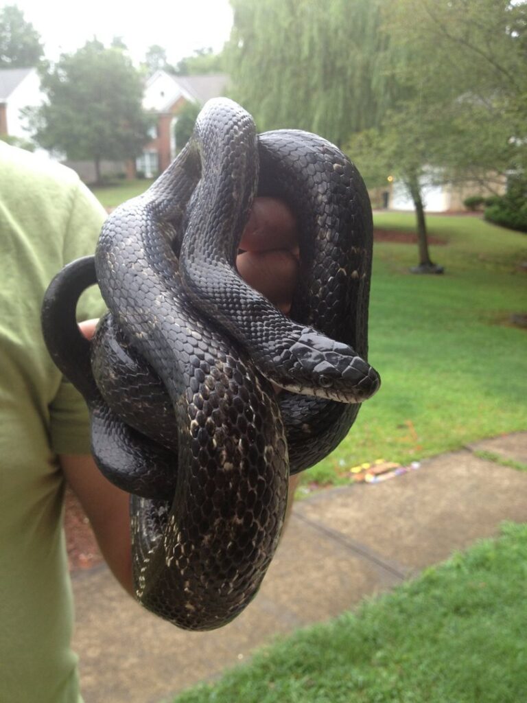 A person holding a large black snake, demonstrating snake removal by Southern Wildlife Management in Johns Creek, GA