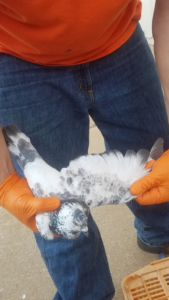 A person wearing orange gloves carefully holding a pigeon, demonstrating bird handling by Pro Bird Control Toledo, OH.