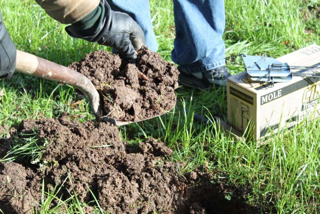 A person carefully setting a Cinch Trap in a grassy area for effective mole and gopher control in Beaverton, OR.