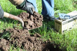 A person carefully setting a Cinch Trap in a grassy area for effective mole and gopher control in Beaverton, OR.