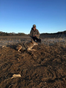 A person kneeling next to a captured coyote in a field, demonstrating wildlife control services by ACB Wildlife Control in Memphis, TN.