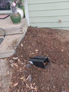 A black pest control bait station placed next to a house foundation by HARP in Colorado Springs, CO.
