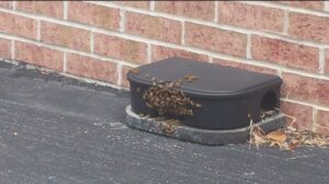 A pest control bait station with a cluster of bees around it, indicating a pest management service by Premier Pest Management in Yonkers, NY.