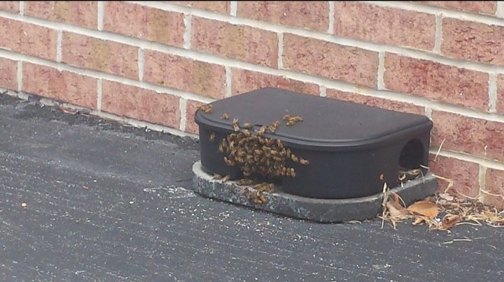 A pest control bait station with a cluster of bees around it, indicating a pest management service by Premier Pest Management in Yonkers, NY.