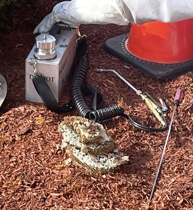Pest control equipment and a removed wasp nest on mulch during a job by Squish in Manchester, NH.