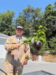 A pest control expert from PestGoat, llc. holding a large hornet nest after removal in Fort Ashby, WV.