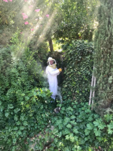 A pest control technician in a bee suit using a smoker for bee removal at Benchmark Pest Control in Bakersfield, CA.
