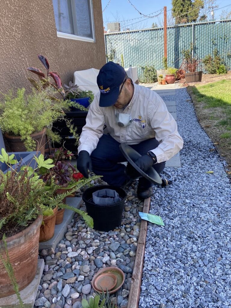 A Crazy Ant Pest Control technician checking a pest bait station in a garden area in Fresno, CA.