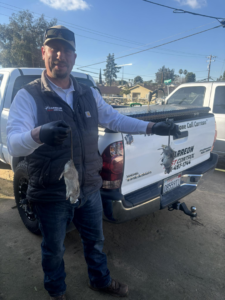 A Carreon Pest Control technician holding two dead rats after successful rodent removal in Bakersfield, CA.