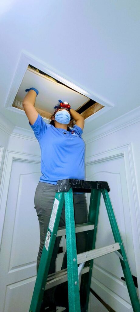 A Mario's Pest Control technician on a ladder inspecting an attic for pests in Hamilton, NJ.
