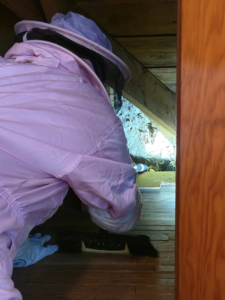 A pest control technician in a beekeeper suit inspecting an attic space with a flashlight for Stryker Pest Control LLC in Columbus, OH.