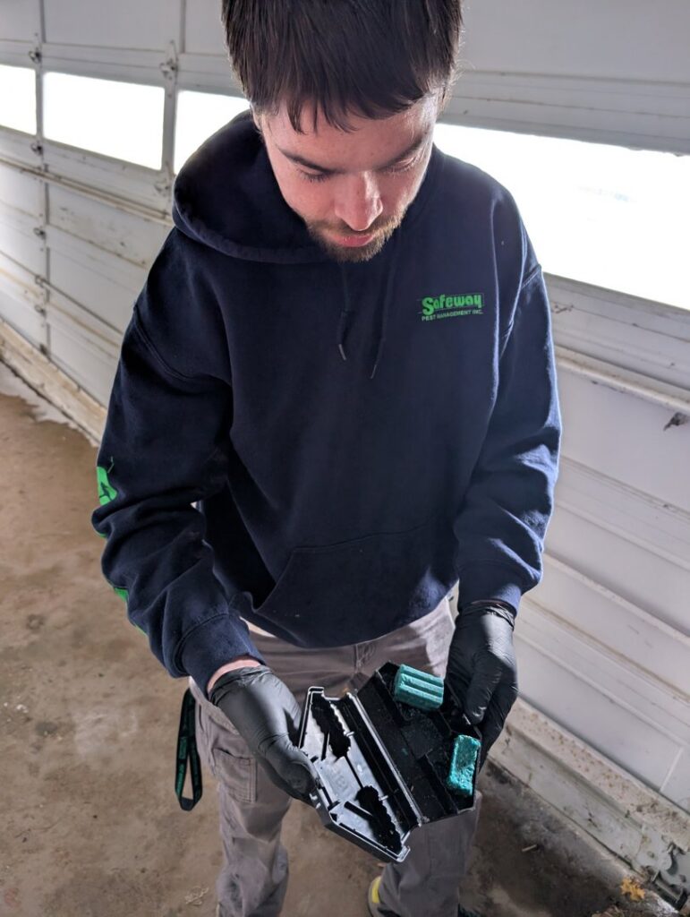 A Safeway Pest Management technician inspecting a pest bait station or trap in Muskego, WI.