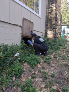 A Pony Express Pest Control technician inspecting a crawl space for pests in Pollock Pines, CA.