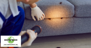 A pest control technician inspecting under a sofa for cockroaches at a client's home by Ecotech Pest Management Inc. in Sacramento, CA.