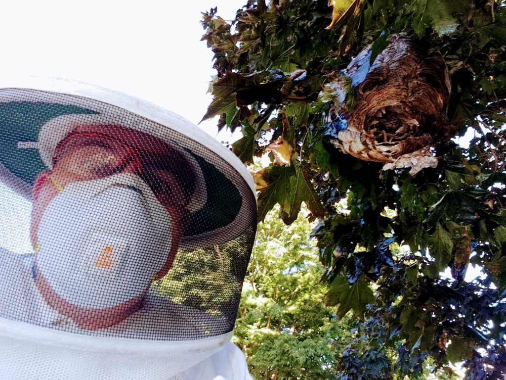 A Mario's Pest Control technician in a beekeeper suit inspecting a large wasp or hornet nest in a tree in Hamilton, NJ.