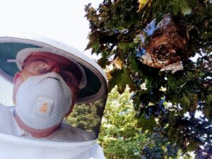 A Mario's Pest Control technician in a beekeeper suit inspecting a large wasp or hornet nest in a tree in Hamilton, NJ.