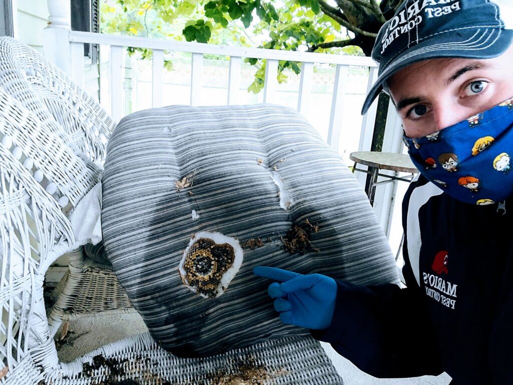 A Mario's Pest Control technician pointing to a large wasp nest or insect infestation on an outdoor cushion in Hamilton, NJ.