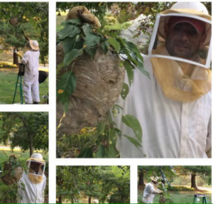 A pest control technician in a protective suit removing a large wasp nest for K&D pest control in Valentine, NE.