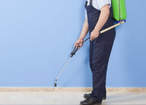 A pest control technician spraying along a baseboard inside a building for Best Pest Control Services in Corpus Christi, TX.