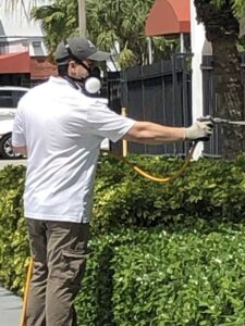 A pest control technician wearing a respirator mask and spraying bushes for pest treatment by Globe Pest Inc in Miami, FL.